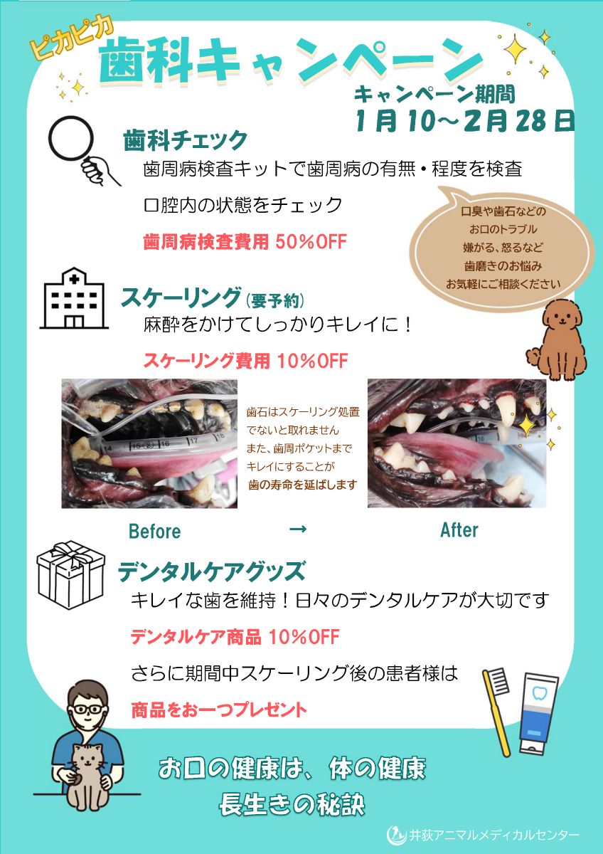 歯科キャンペーンのお知らせ